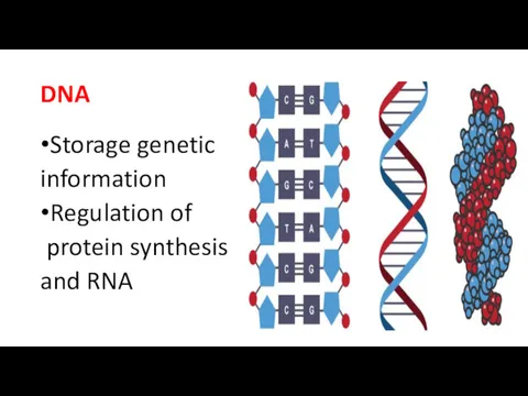 DNA Storage genetic information Regulation of protein synthesis and RNA