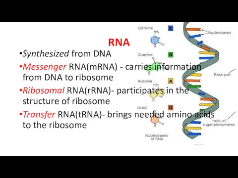 RNA Synthesized from DNA Messenger RNA(mRNA) - carries information from DNA to ribosome