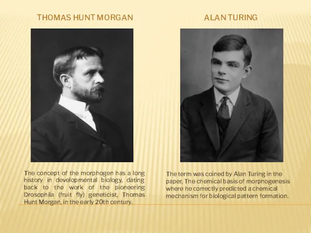 THOMAS HUNT MORGAN ALAN TURING The concept of the morphogen