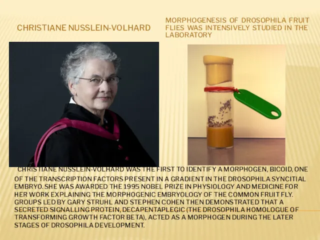 CHRISTIANE NUSSLEIN-VOLHARD WAS THE FIRST TO IDENTIFY A MORPHOGEN, BICOID,