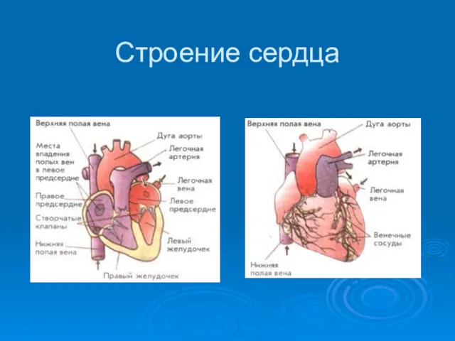 Строение сердца