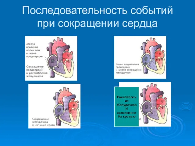 Последовательность событий при сокращении сердца Расслабление Желудочков И эаполнение Их кровью