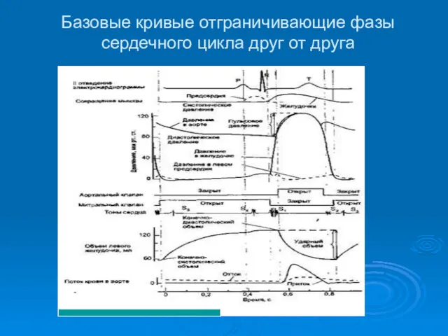 Базовые кривые отграничивающие фазы сердечного цикла друг от друга