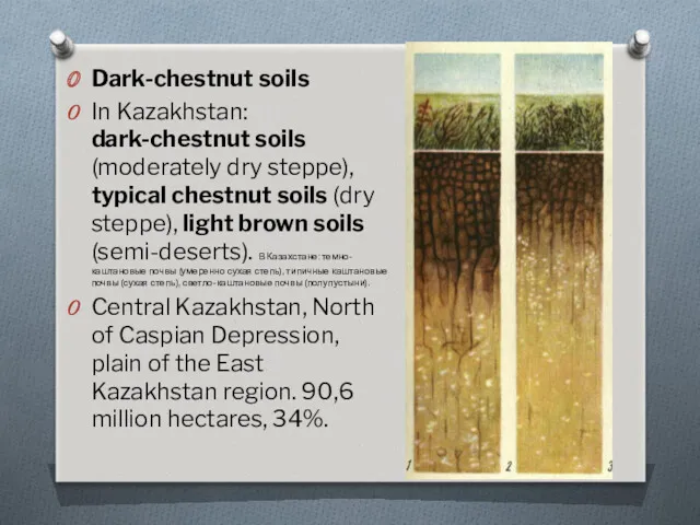 Dark-chestnut soils In Kazakhstan: dark-chestnut soils (moderately dry steppe), typical