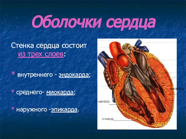 Оболочки сердца Стенка сердца состоит из трех слоев: * внутреннего