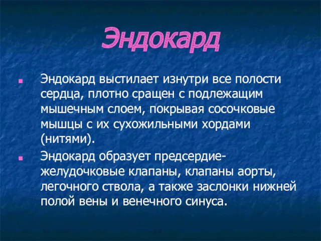 Эндокард Эндокард выстилает изнутри все полости сердца, плотно сращен с