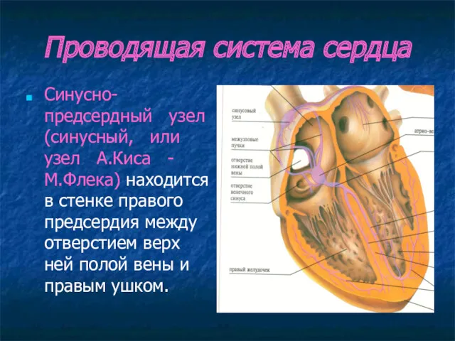 Проводящая система сердца Синусно-предсердный узел (синусный, или узел А.Киса -