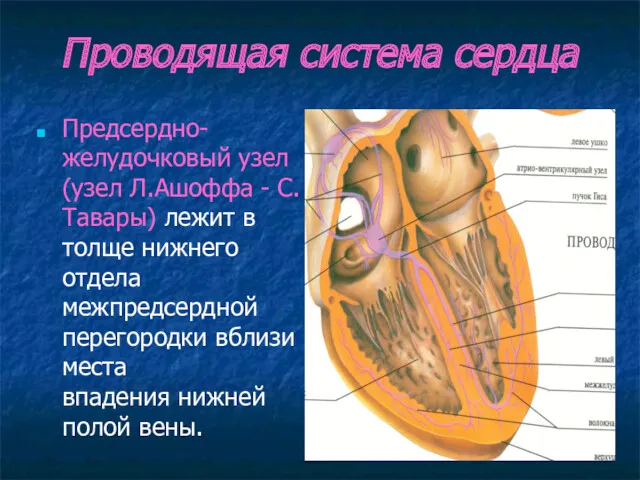 Проводящая система сердца Предсердно-желудочковый узел (узел Л.Ашоффа - С.Тавары) лежит