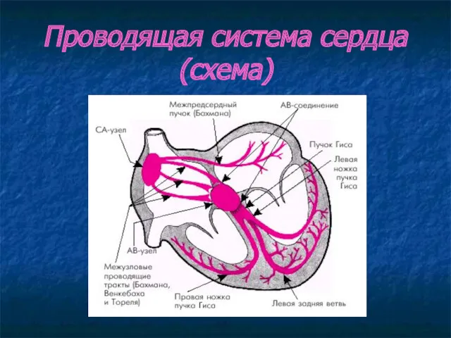 Проводящая система сердца (схема)