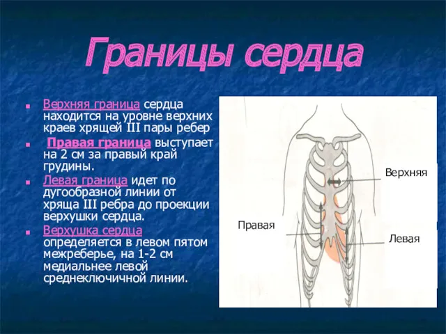 Границы сердца Верхняя граница сердца находится на уровне верхних краев