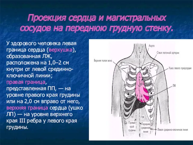 Проекция сердца и магистральных сосудов на переднюю грудную стенку. У