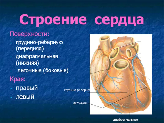 Строение сердца Поверхности: грудино-реберную (передняя) диафрагмальная (нижняя) легочные (боковые) Края: правый левый грудино-реберная диафрагмальная легочная