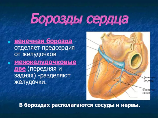 Борозды сердца венечная борозда - отделяет предсердия от желудочков межжелудочковые