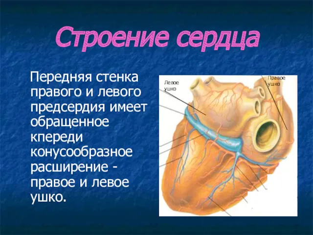 Строение сердца Передняя стенка правого и левого предсердия имеет обращенное