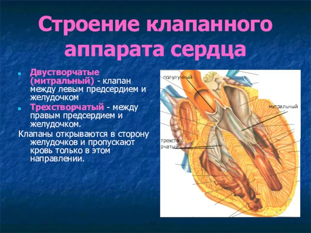 Строение клапанного аппарата сердца Двустворчатые (митральный) - клапан между левым