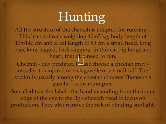 Hunting All the structure of the cheetah is adapted for