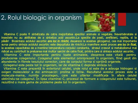 2. Rolul biologic in organism Vitamina C poate fi sintetizata de catre majoritatea