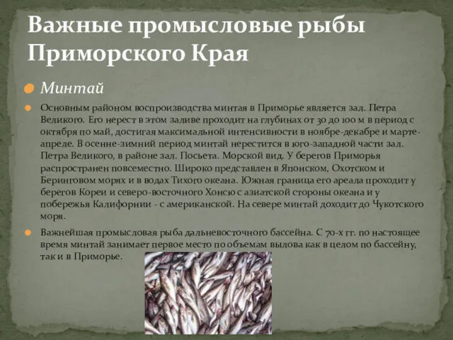 Минтай Основным районом воспроизводства минтая в Приморье является зал. Петра