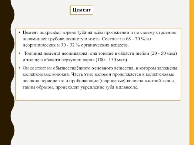 Цемент покрывает корень зуба на всём протяжении и по своему