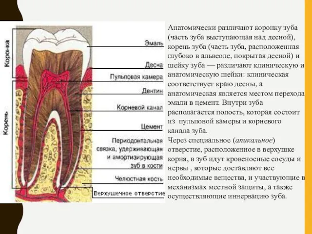 Анатомически различают коронку зуба (часть зуба выступающая над десной), корень