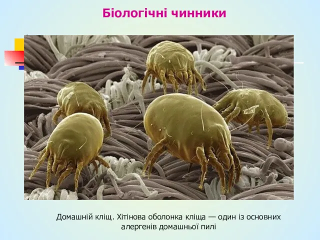 Біологічні чинники Домашній кліщ. Хітінова оболонка кліща — один із основних алергенів домашньої пилі