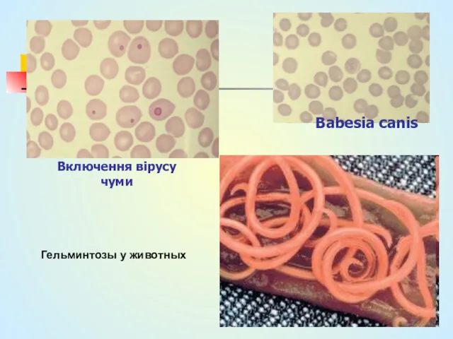 Включення вірусу чуми Babesia canis Гельминтозы у животных