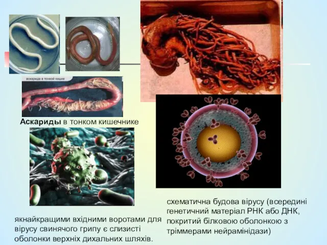 Аскариды в тонком кишечнике якнайкращими вхідними воротами для вірусу свинячого