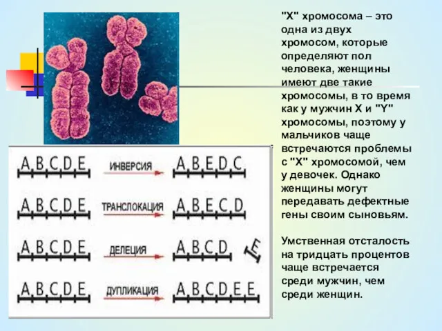 "X" хромосома – это одна из двух хромосом, которые определяют