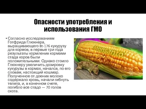 Опасности употребления и использования ГМО Согласно исследованиям Готфрида Глюкнера, выращивающего