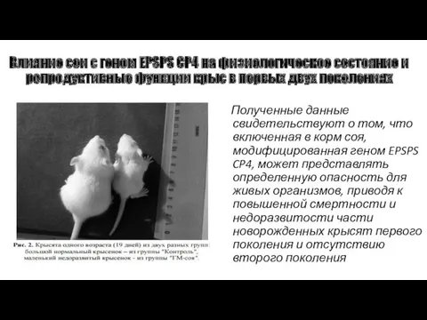 Влияние сои с геном EPSPS CP4 на физиологическое состояние и