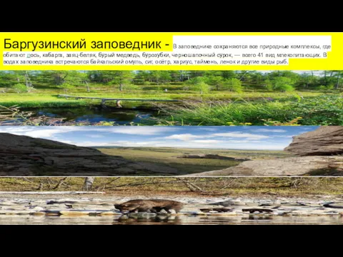 Баргузинский заповедник - В заповеднике сохраняются все природные комплексы, где