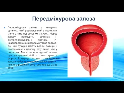 Передміхурова залоза Передміхурова залоза є непарним органом, який розташований в