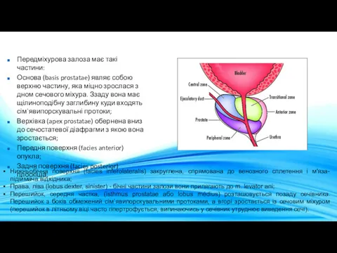 Передміхурова залоза має такі частини: Основа (basis prostatae) являє собою