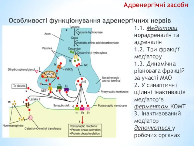 Особливості функціонування адренергічних нервів 1.1. Медіатори норадреналін та адреналін 1.2.