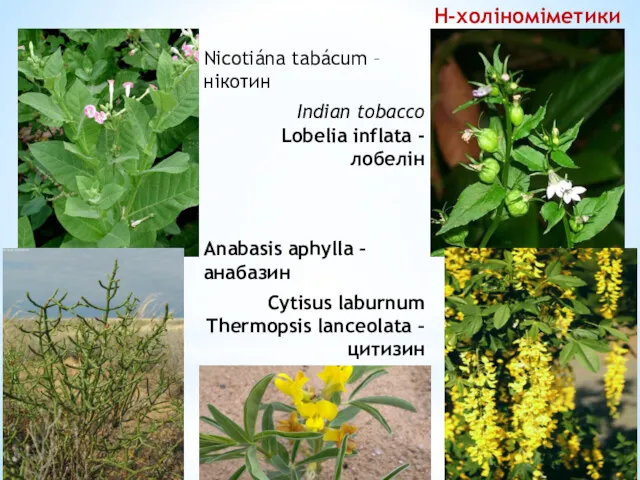 Н-холіноміметики Nicotiána tabácum – нікотин Indian tobacco Lobelia inflata -