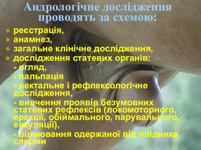 Андрологічне дослідження проводять за схемою: реєстрація, анамнез, загальне клінічне дослідження,