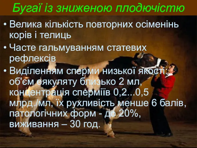 Бугаї із зниженою плодючістю Велика кількість повторних осіменінь корів і