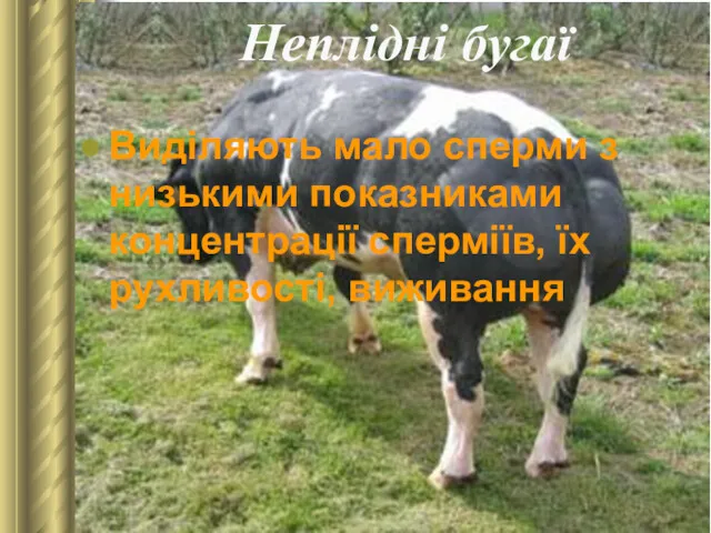 Неплідні бугаї Виділяють мало сперми з низькими показниками концентрації сперміїв, їх рухливості, виживання