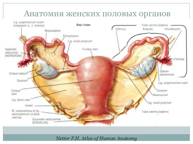 Анатомия женских половых органов Netter F.H. Atlas of Human Anatomy