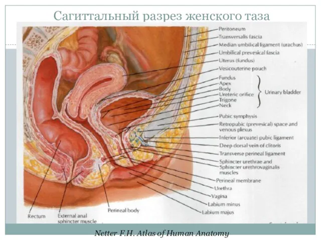 Сагиттальный разрез женского таза Netter F.H. Atlas of Human Anatomy