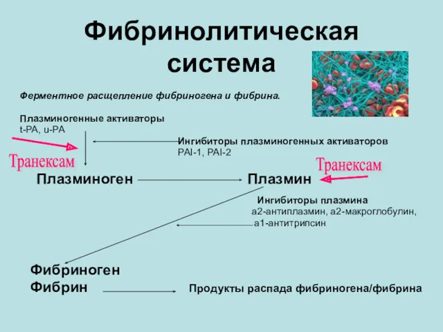 Ферментное расщепление фибриногена и фибрина. Плазминогенные активаторы t-PA, u-PA Ингибиторы