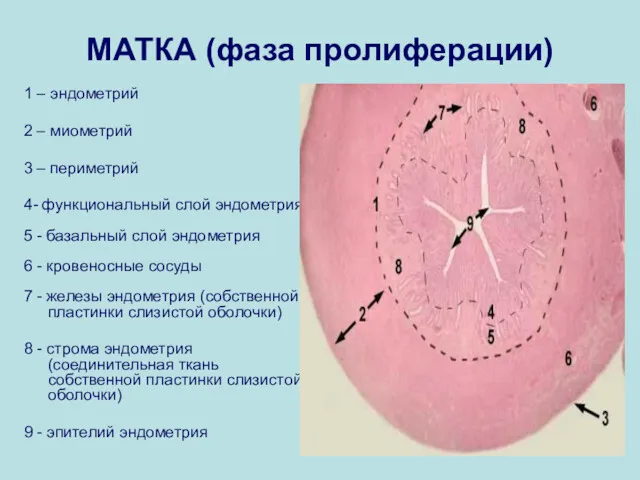 МАТКА (фаза пролиферации) 1 – эндометрий 2 – миометрий 3