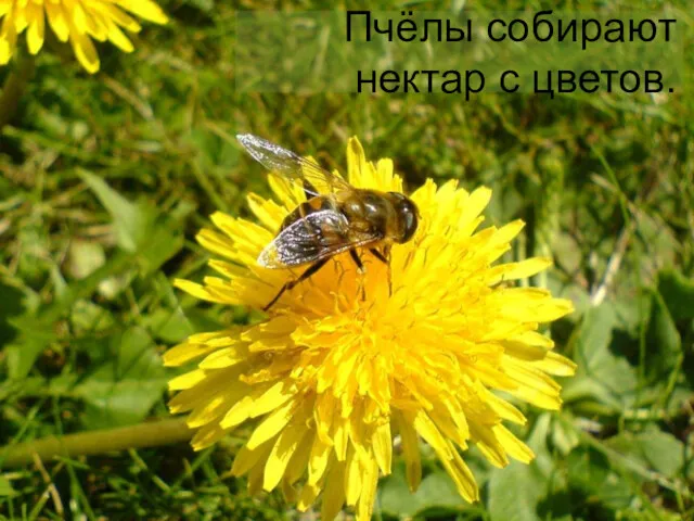 Пчёлы собирают нектар с цветов.