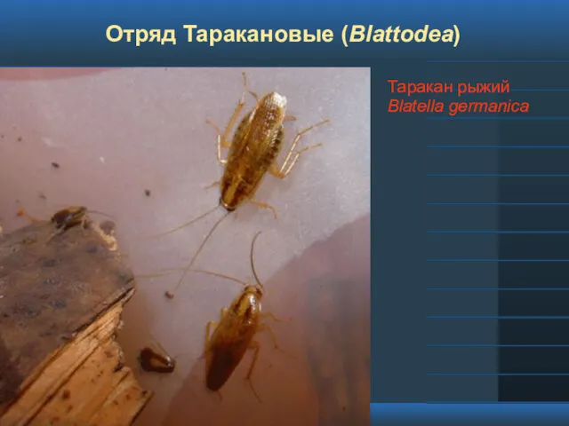 Отряд Таракановые (Blattodea) Таракан рыжий Blatella germanica
