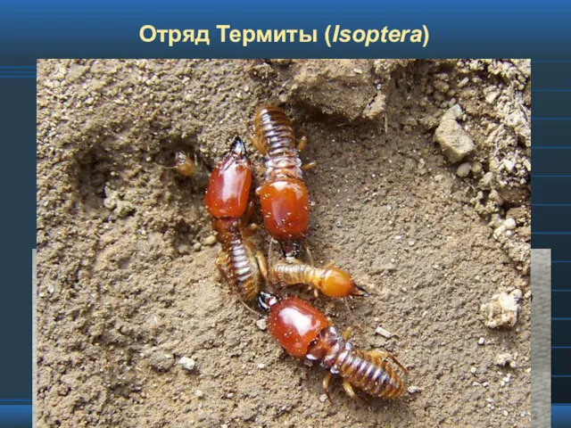 Отряд Термиты (Isoptera)