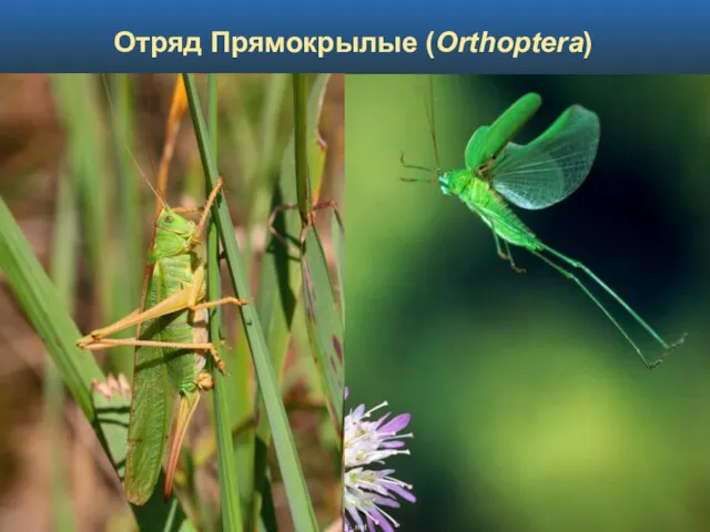 Отряд Прямокрылые (Orthoptera)