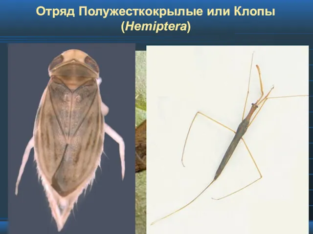 Отряд Полужесткокрылые или Клопы (Hemiptera)