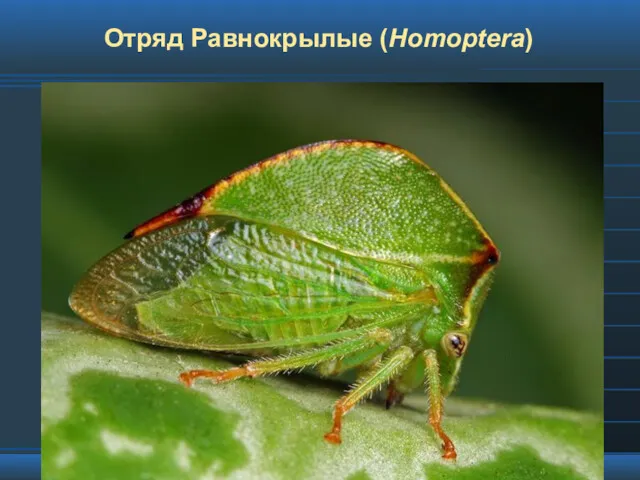 Отряд Равнокрылые (Homoptera)