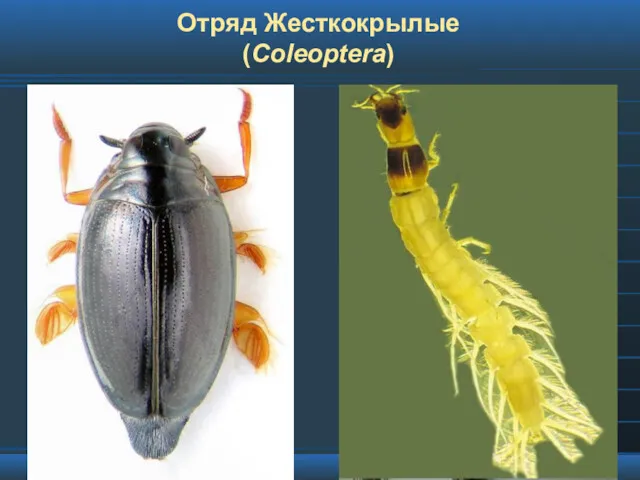 Отряд Жесткокрылые (Coleoptera)