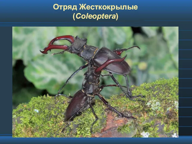 Отряд Жесткокрылые (Coleoptera)